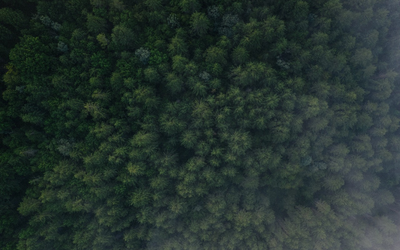 Pomfret (Country Chino)