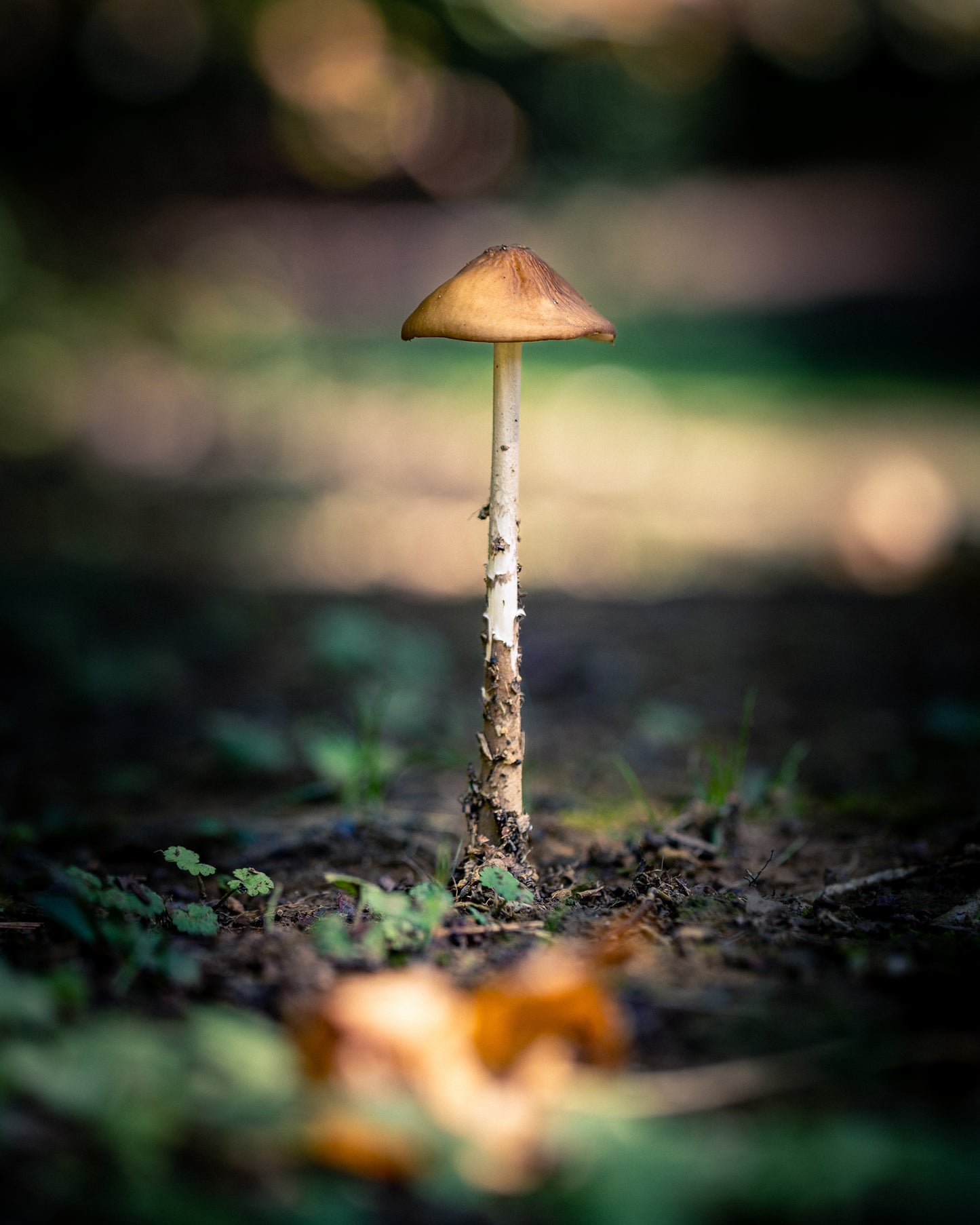 Walden (Chamois Shirt)