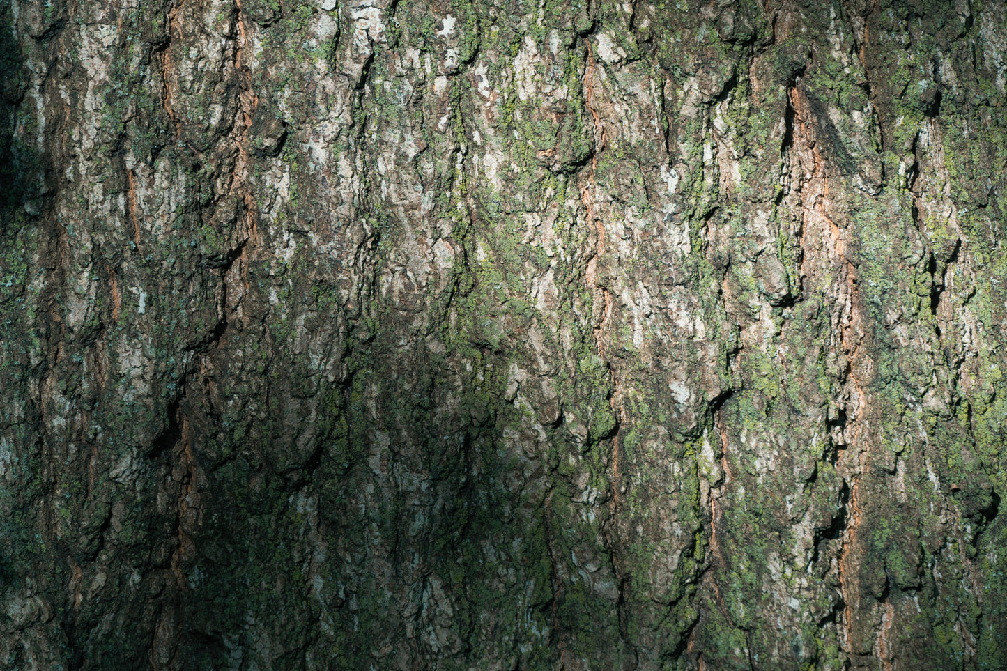 Six Season (Flannel)